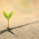 Small green plant emerging through a crack in stone, symbolizing resilience and rebuilding self-trust after betrayal.